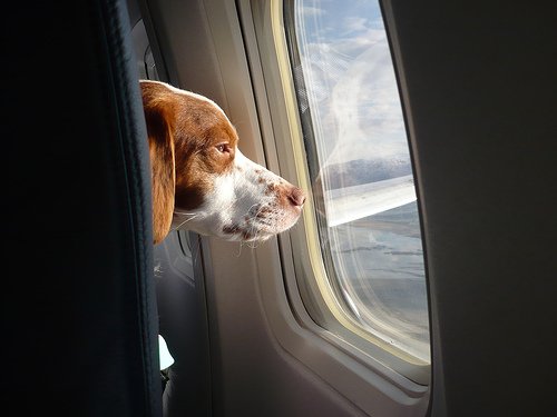 как взять в салон самолета собаку